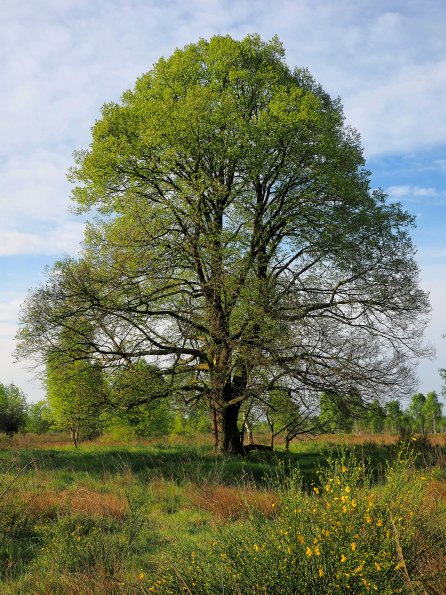 Copyright AiF - Baum des Jahres - A.Roloff Bild zum Eintrag (78708-160)