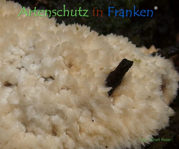 Copyright AiF - Albert Meier Bild zum Eintrag (78788-160)