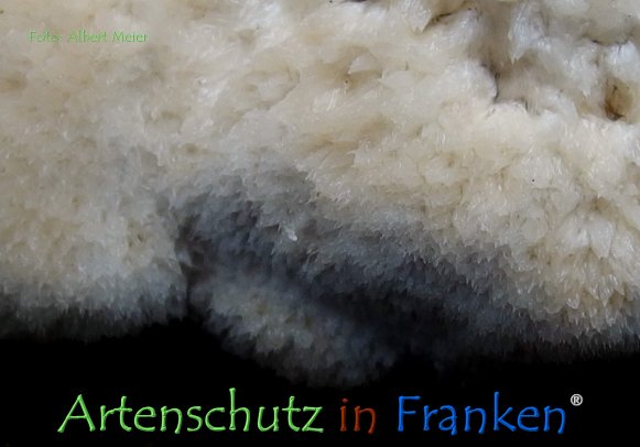 Copyright AiF - Albert Meier Bild zum Eintrag (78789-160)