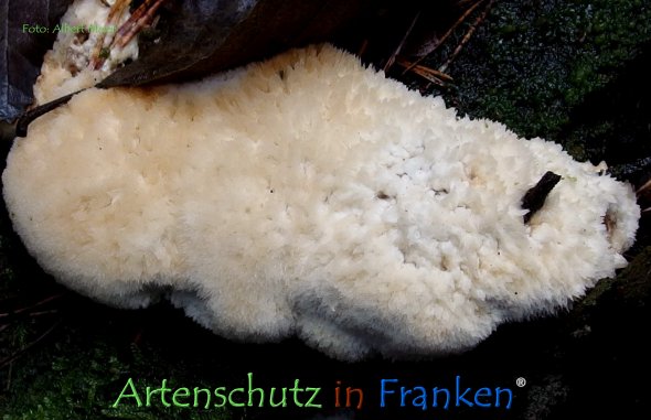Copyright AiF - Albert Meier Bild zum Eintrag (78790-160)