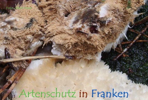Copyright AiF - Albert Meier Bild zum Eintrag (78791-160)