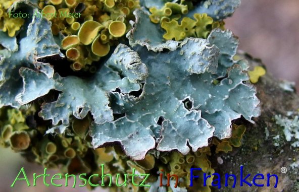 Copyright AiF - Albert Meier Bild zum Eintrag (78850-160)