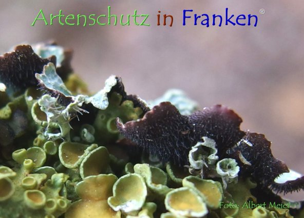 Copyright AiF - Albert Meier Bild zum Eintrag (78854-160)