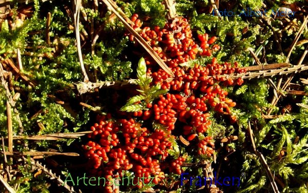 Copyright AiF - Albert Meier Bild zum Eintrag (78919-160)