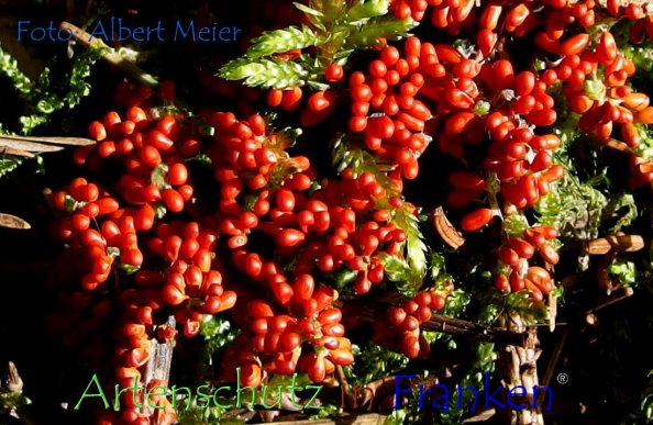 Copyright AiF - Albert Meier Bild zum Eintrag (78920-160)