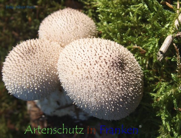 Copyright AiF - Albert Meier Bild zum Eintrag (78926-160)