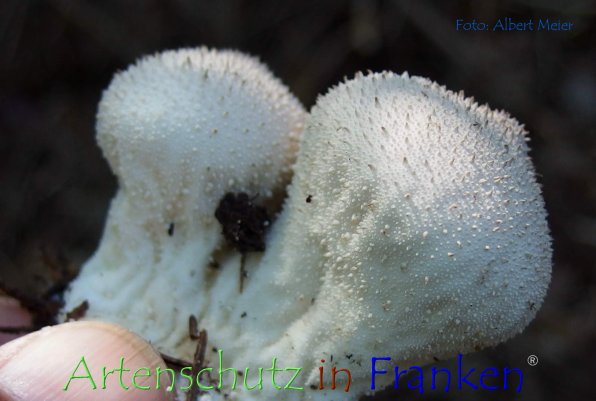Copyright AiF - Albert Meier Bild zum Eintrag (78929-160)