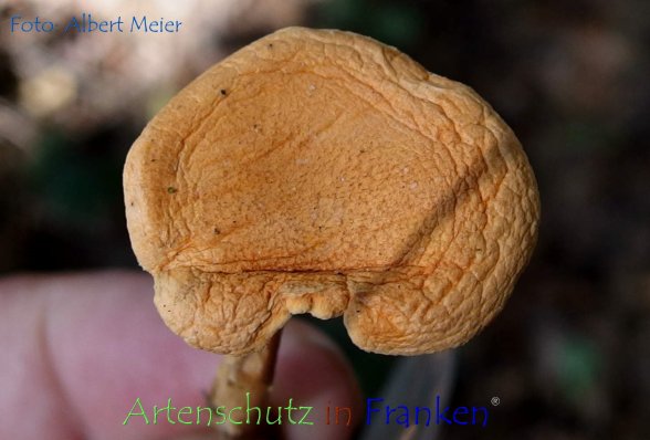 Copyright AiF - Albert Meier Bild zum Eintrag (78936-160)