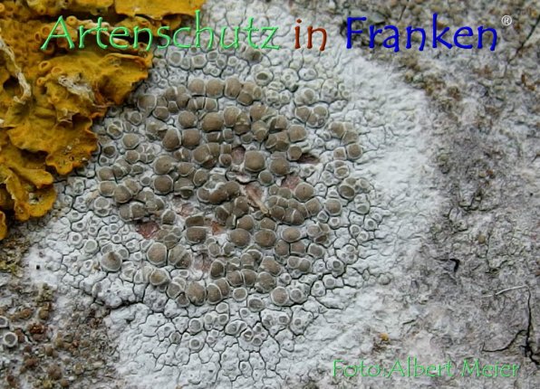 Copyright AiF - Albert Meier Bild zum Eintrag (79420-160)
