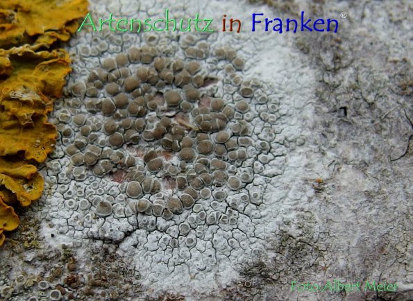 Copyright AiF - Albert Meier Bild zum Eintrag (79423-160)
