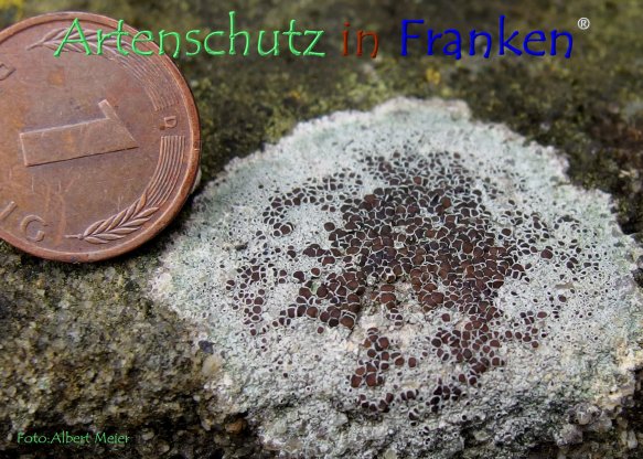 Copyright AiF - Albert Meier Bild zum Eintrag (79426-160)