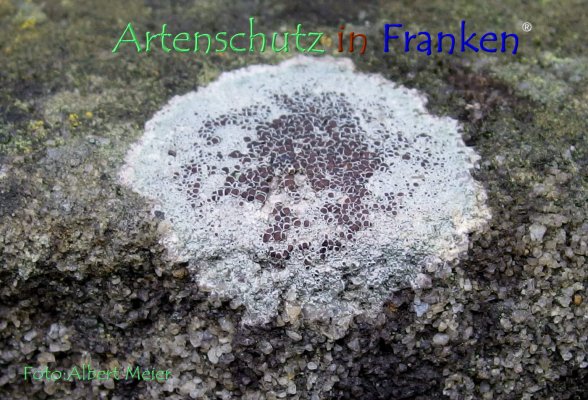 Copyright AiF - Albert Meier Bild zum Eintrag (79427-160)