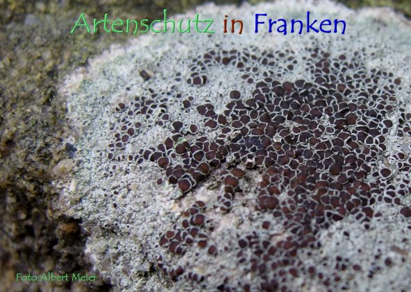 Copyright AiF - Albert Meier Bild zum Eintrag (79428-160)