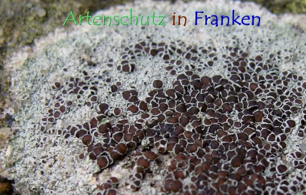 Copyright AiF - Albert Meier Bild zum Eintrag (79429-160)