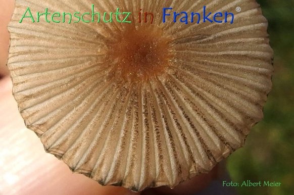 Copyright AiF - Albert Meier Bild zum Eintrag (79448-160)