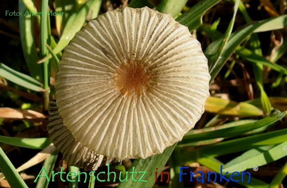 Copyright AiF - Albert Meier Bild zum Eintrag (79450-160)