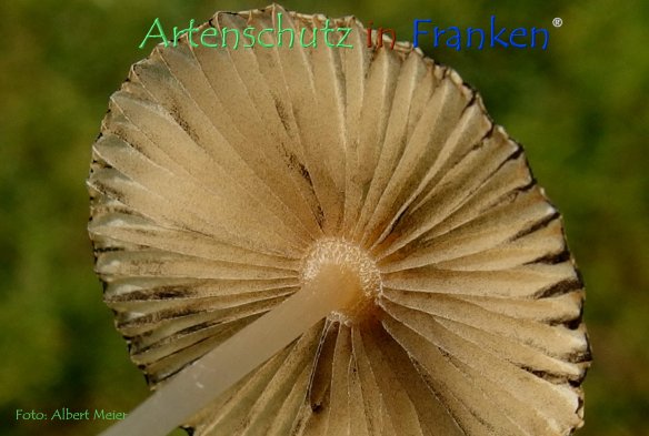 Copyright AiF - Albert Meier Bild zum Eintrag (79451-160)