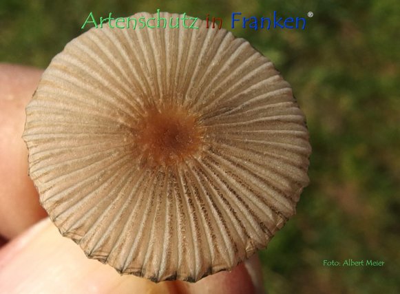 Copyright AiF - Albert Meier Bild zum Eintrag (79452-160)