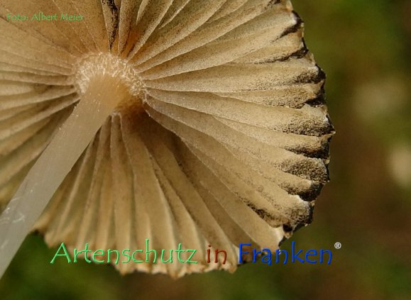 Copyright AiF - Albert Meier Bild zum Eintrag (79453-160)