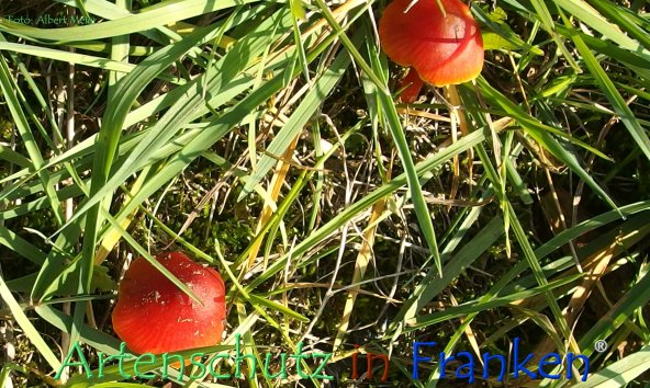 Copyright AiF - Albert Meier Bild zum Eintrag (79464-160)