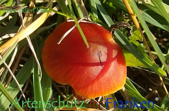 Copyright AiF - Albert Meier Bild zum Eintrag (79466-160)