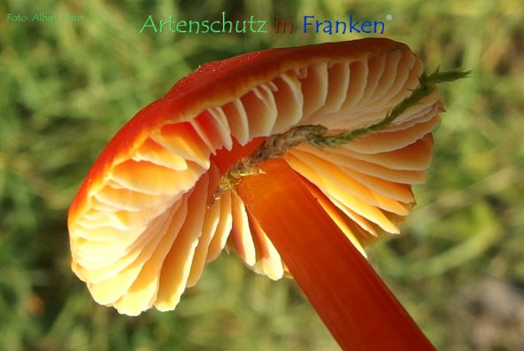 Copyright AiF - Albert Meier Bild zum Eintrag (79467-160)