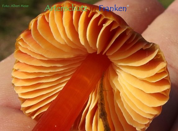 Copyright AiF - Albert Meier Bild zum Eintrag (79468-160)