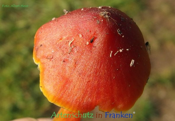 Copyright AiF - Albert Meier Bild zum Eintrag (79470-160)