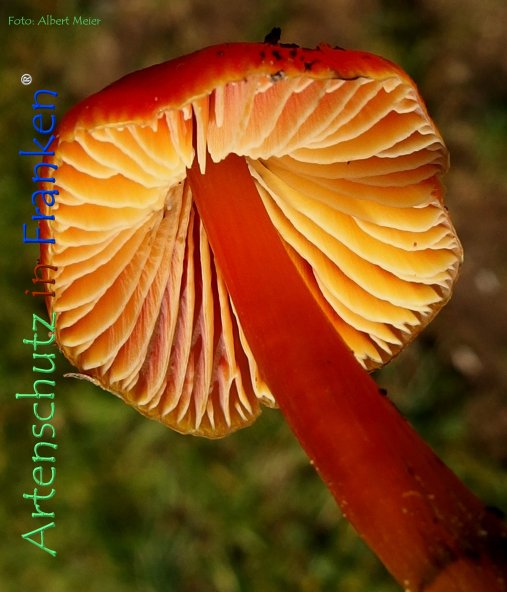 Copyright AiF - Albert Meier Bild zum Eintrag (79471-160)