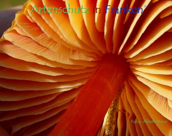 Copyright AiF - Albert Meier Bild zum Eintrag (79472-160)