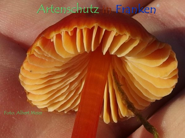 Copyright AiF - Albert Meier Bild zum Eintrag (79473-160)