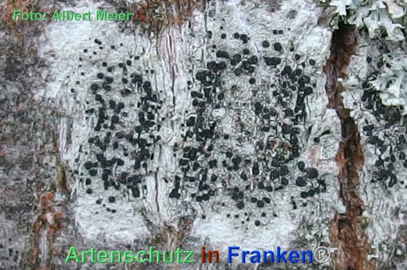Copyright AiF - Albert Meier Bild zum Eintrag (79496-160)