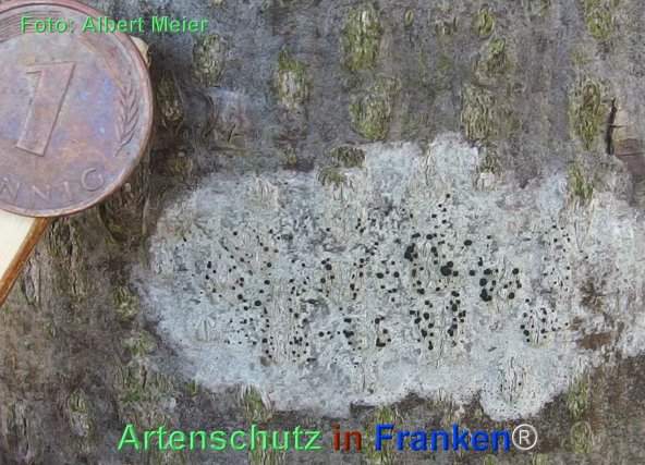Copyright AiF - Albert Meier Bild zum Eintrag (79497-160)