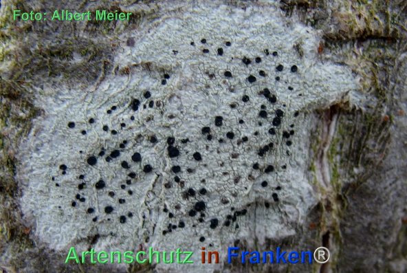 Copyright AiF - Albert Meier Bild zum Eintrag (79498-160)
