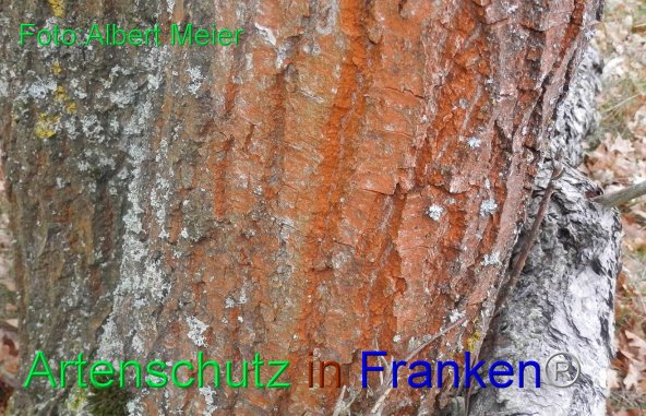 Copyright AiF - Albert Meier Bild zum Eintrag (79678-160)