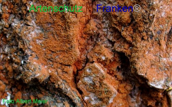 Copyright AiF - Albert Meier Bild zum Eintrag (79680-160)