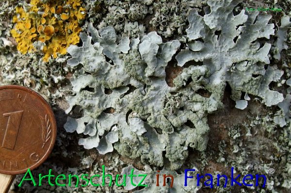 Copyright AiF - Albert Meier Bild zum Eintrag (79707-160)