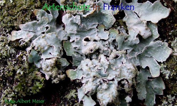 Copyright AiF - Albert Meier Bild zum Eintrag (79710-160)