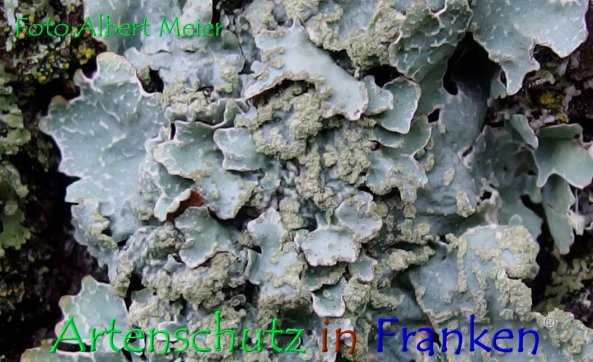Copyright AiF - Albert Meier Bild zum Eintrag (79711-160)