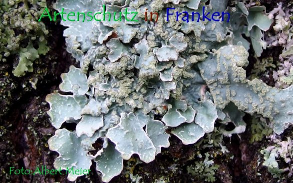 Copyright AiF - Albert Meier Bild zum Eintrag (79712-160)
