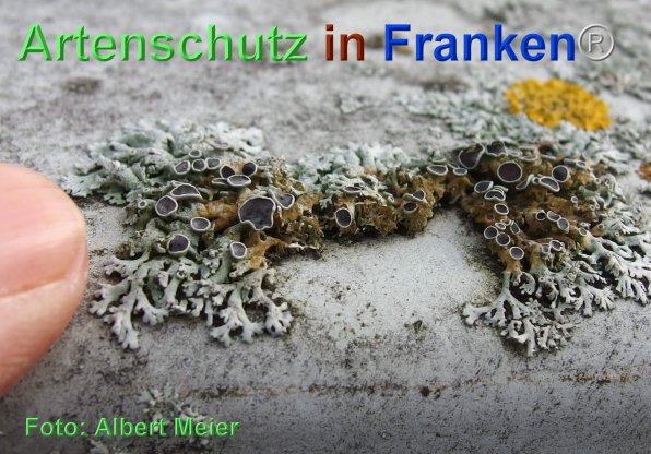 Copyright AiF - Albert Meier Bild zum Eintrag (80011-160)
