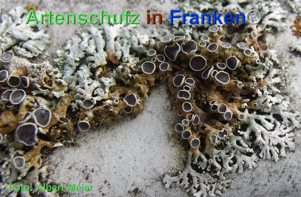 Copyright AiF - Albert Meier Bild zum Eintrag (80013-160)