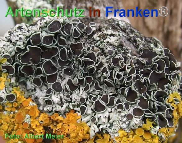 Copyright AiF - Albert Meier Bild zum Eintrag (80014-160)