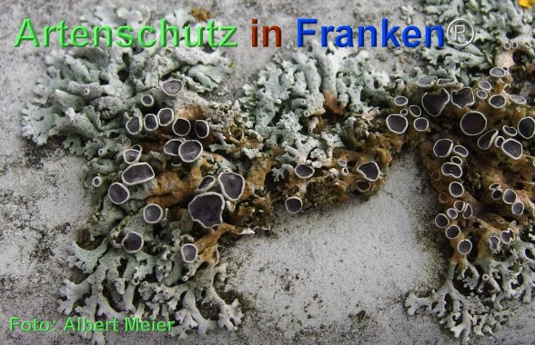 Copyright AiF - Albert Meier Bild zum Eintrag (80015-160)