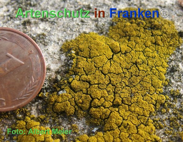 Copyright AiF - Albert Meier Bild zum Eintrag (80018-160)