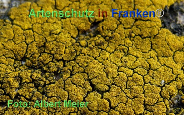 Copyright AiF - Albert Meier Bild zum Eintrag (80019-160)