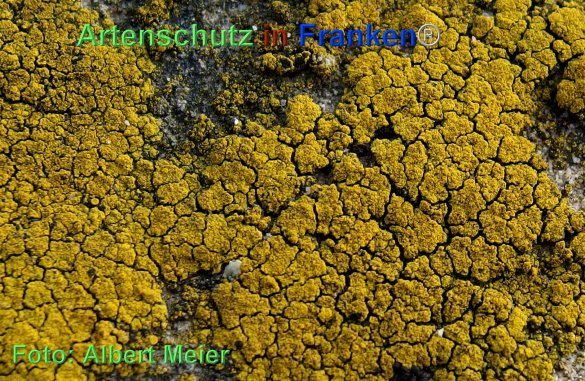 Copyright AiF - Albert Meier Bild zum Eintrag (80020-160)