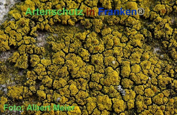 Copyright AiF - Albert Meier Bild zum Eintrag (80021-160)