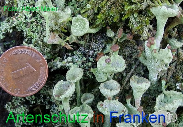 Copyright AiF - Albert Meier Bild zum Eintrag (80077-160)