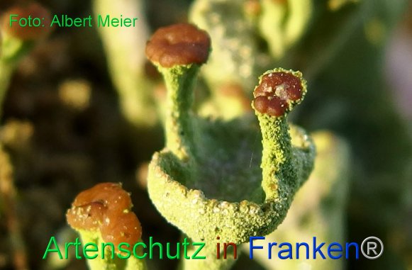 Copyright AiF - Albert Meier Bild zum Eintrag (80078-160)